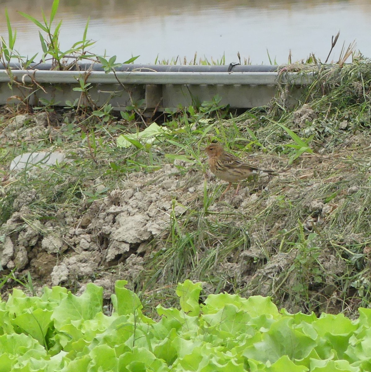 Краснозобый конёк - ML644469812