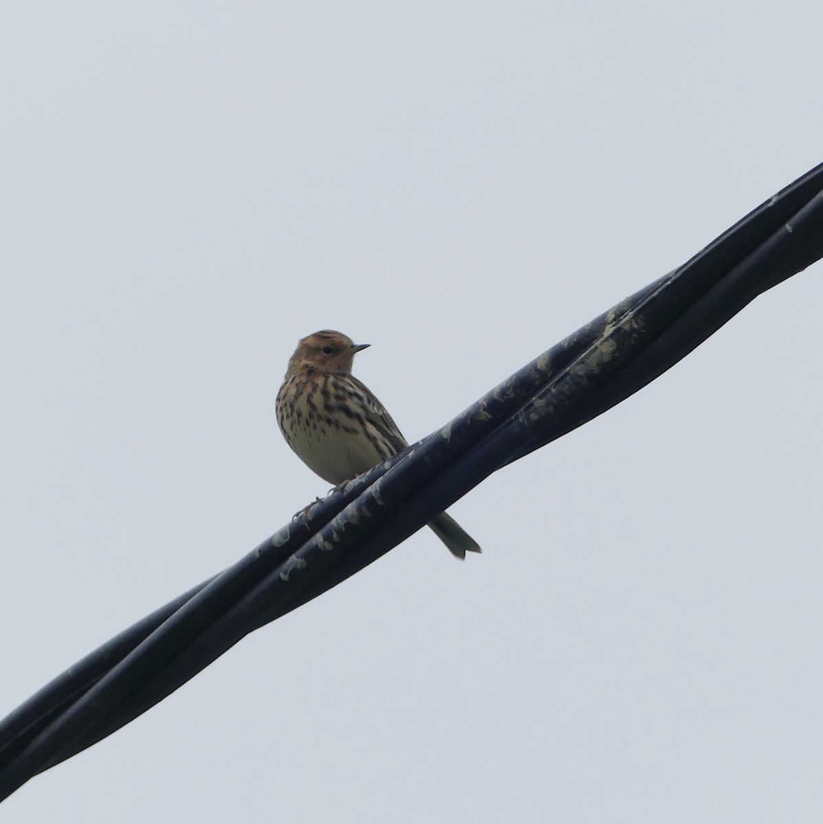 Краснозобый конёк - ML644469813