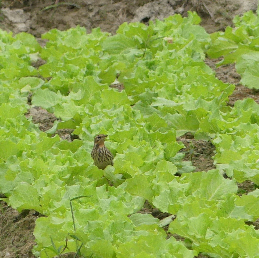 Краснозобый конёк - ML644469814