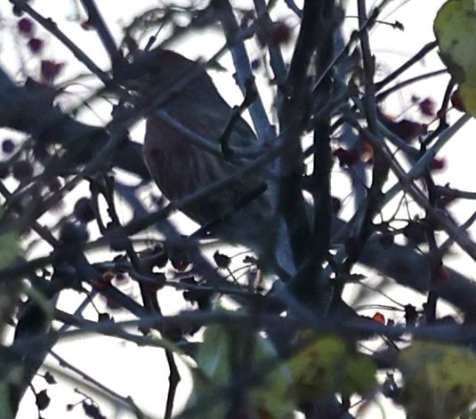 House Finch - ML644469815