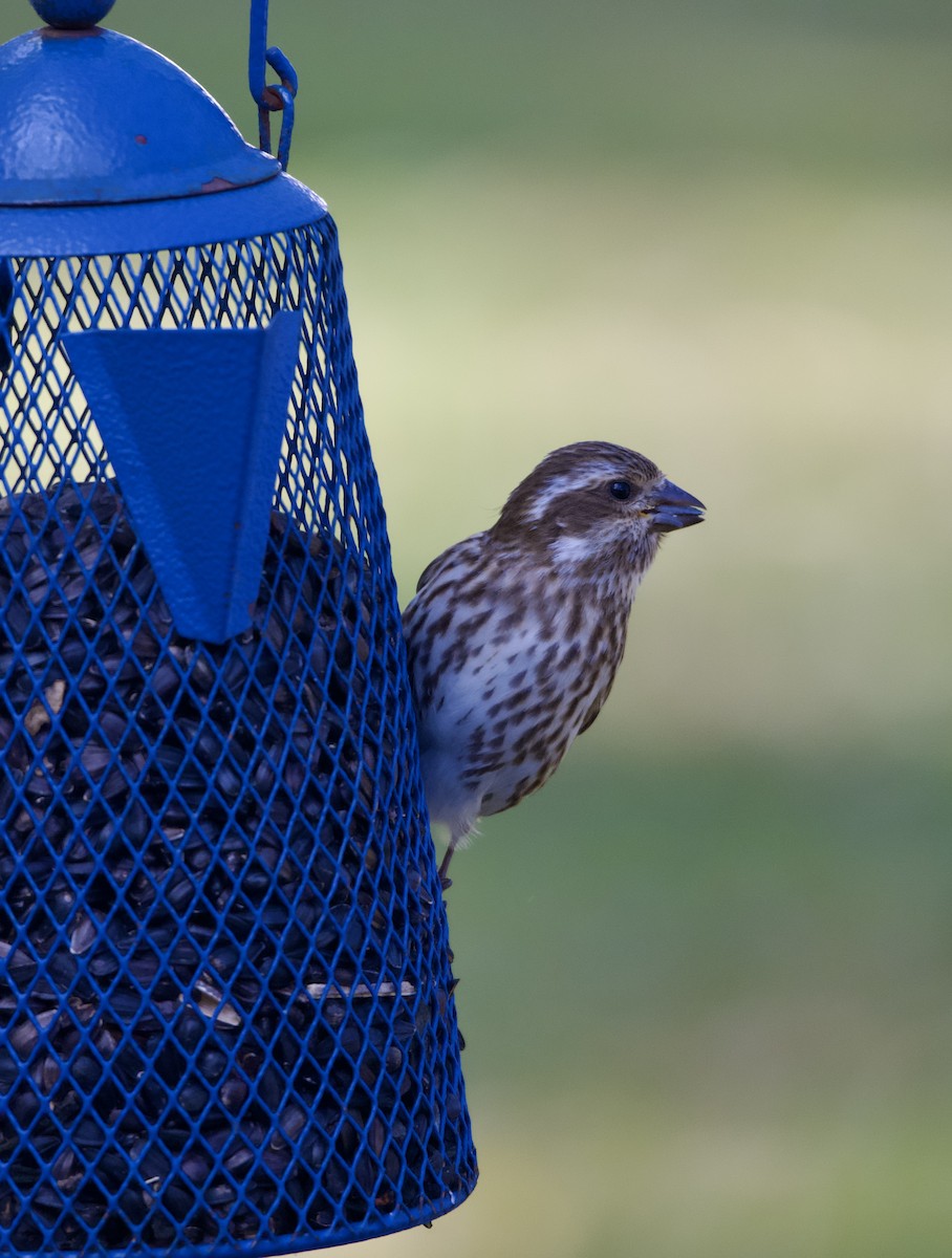 purpurfink - ML644469818