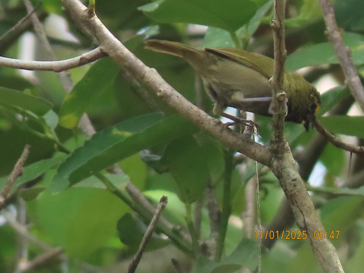 Yellow-faced Grassquit - ML644469820