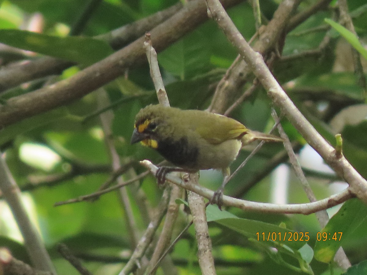 Yellow-faced Grassquit - ML644469821