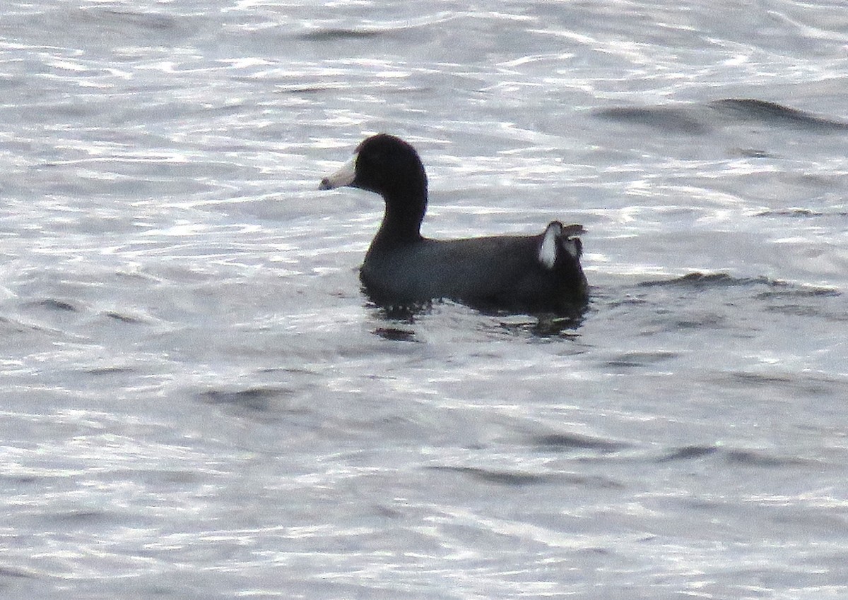 American Coot - ML644469822