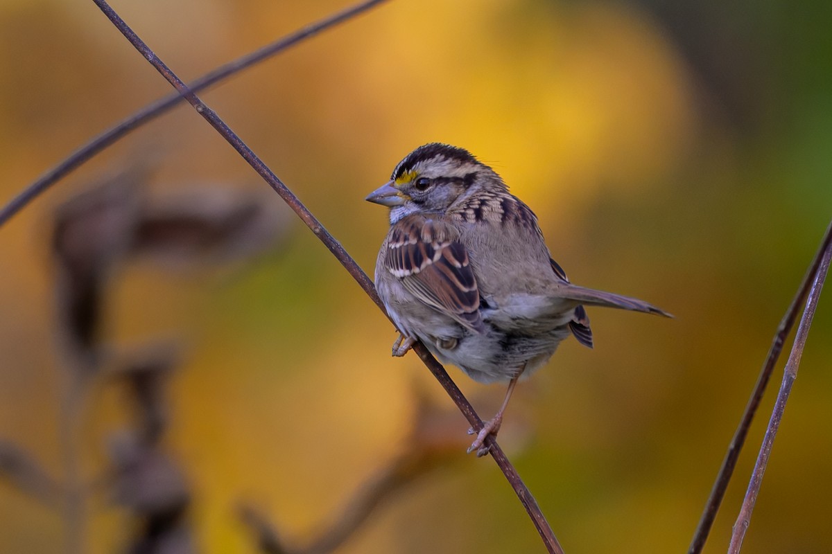 strnadec bělohrdlý - ML644469823