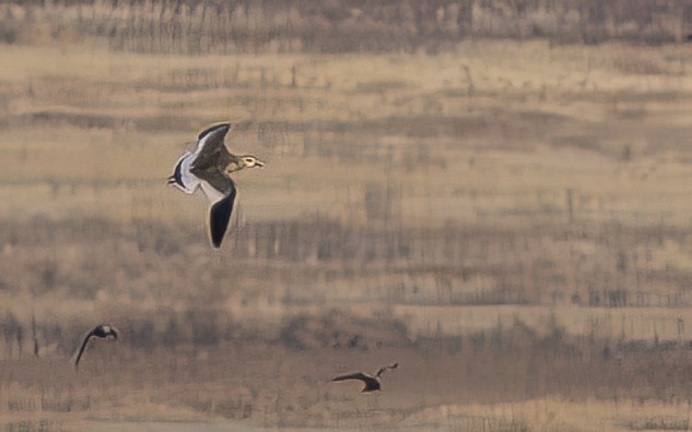 Pavoncella gregaria - ML644469835