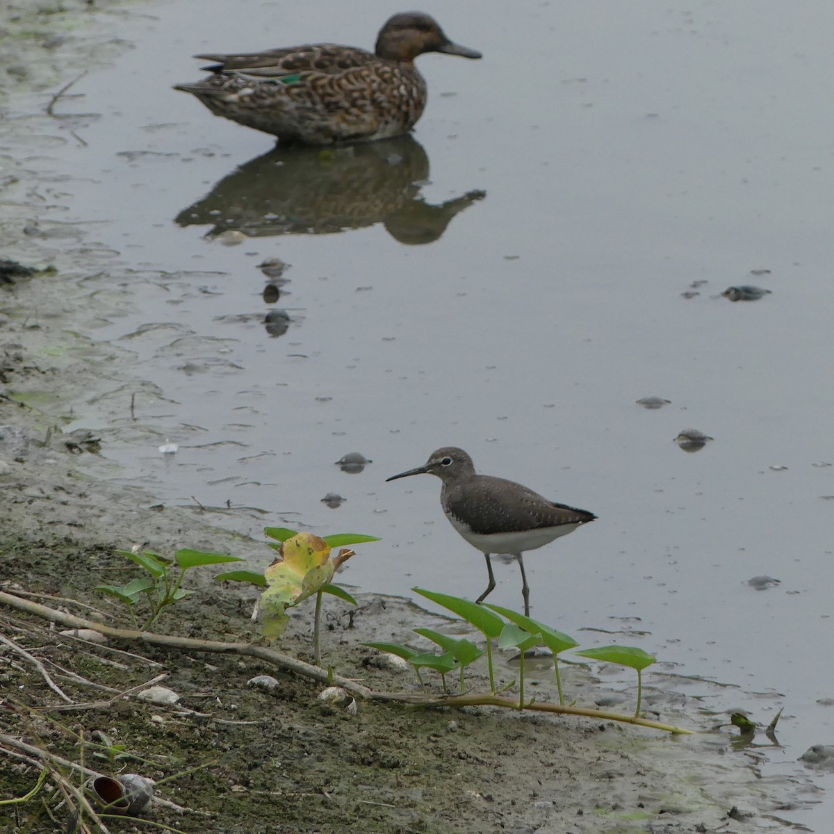 Черныш - ML644469847