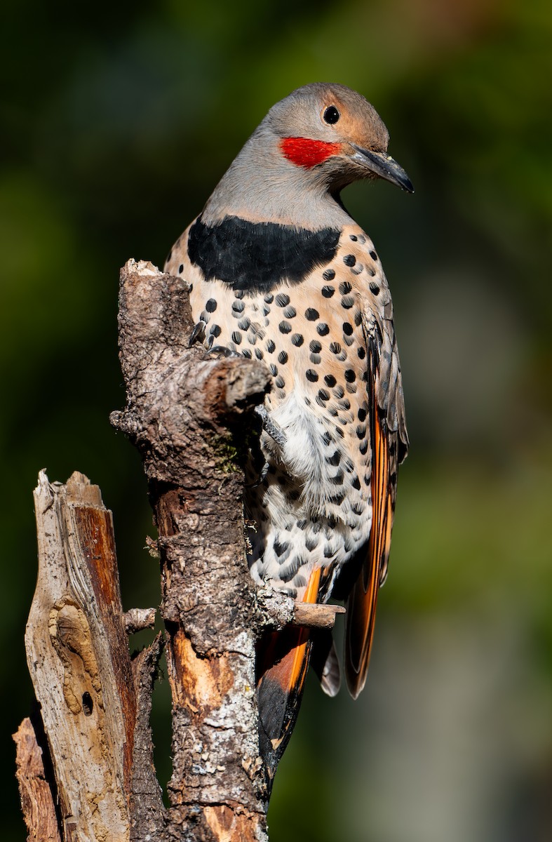 Northern Flicker - ML644469872