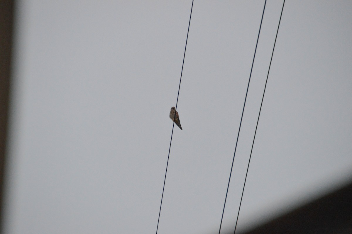 tårnfalk - ML644469875