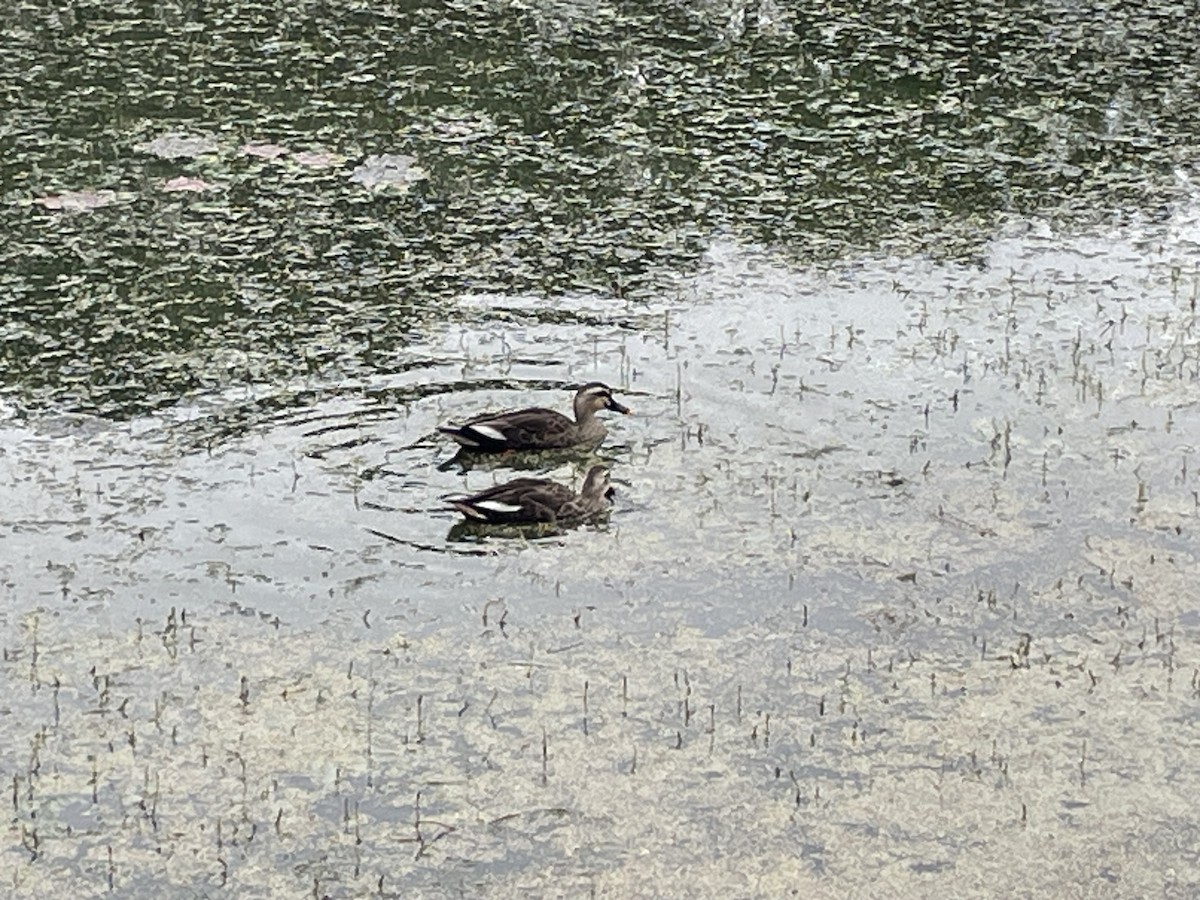 カルガモ - ML644469876