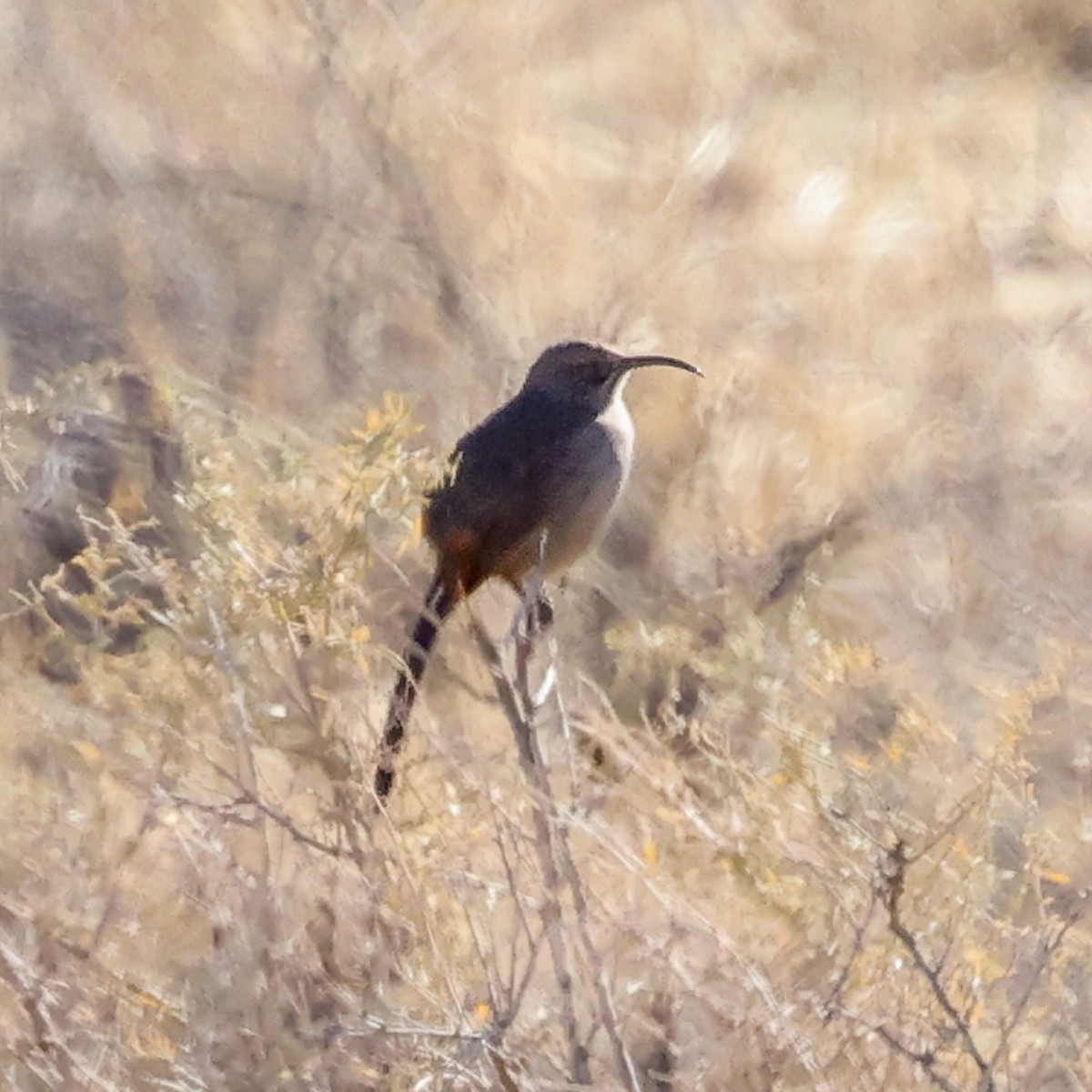 Crissal Thrasher - ML644469878