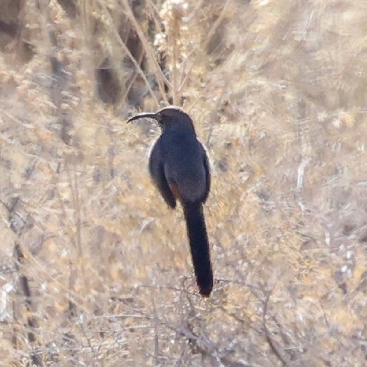 Crissal Thrasher - ML644469884