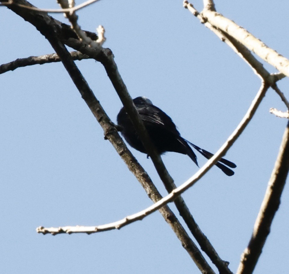 Москверо довгохвостий - ML644469888