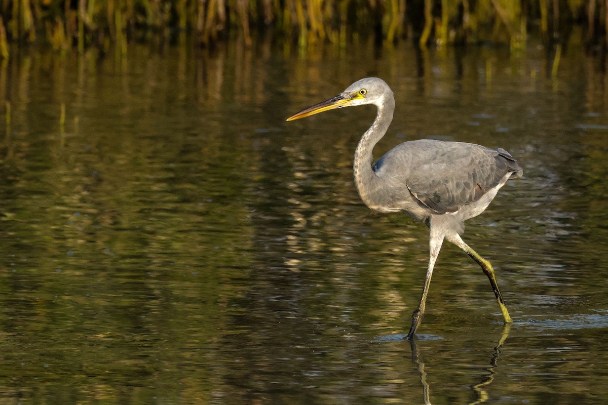 Western Reef-Heron - ML644469904