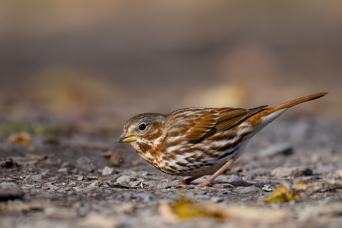 Bruant fauve - ML644469912