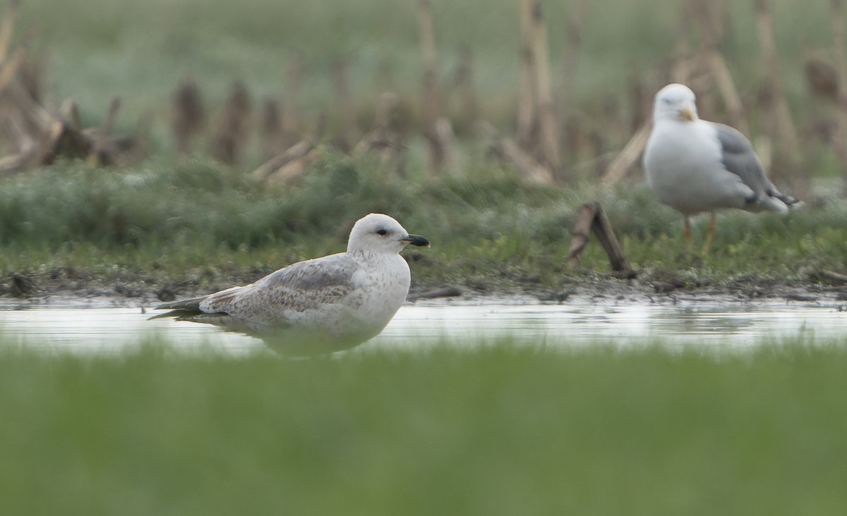 gull sp. - ML644469928