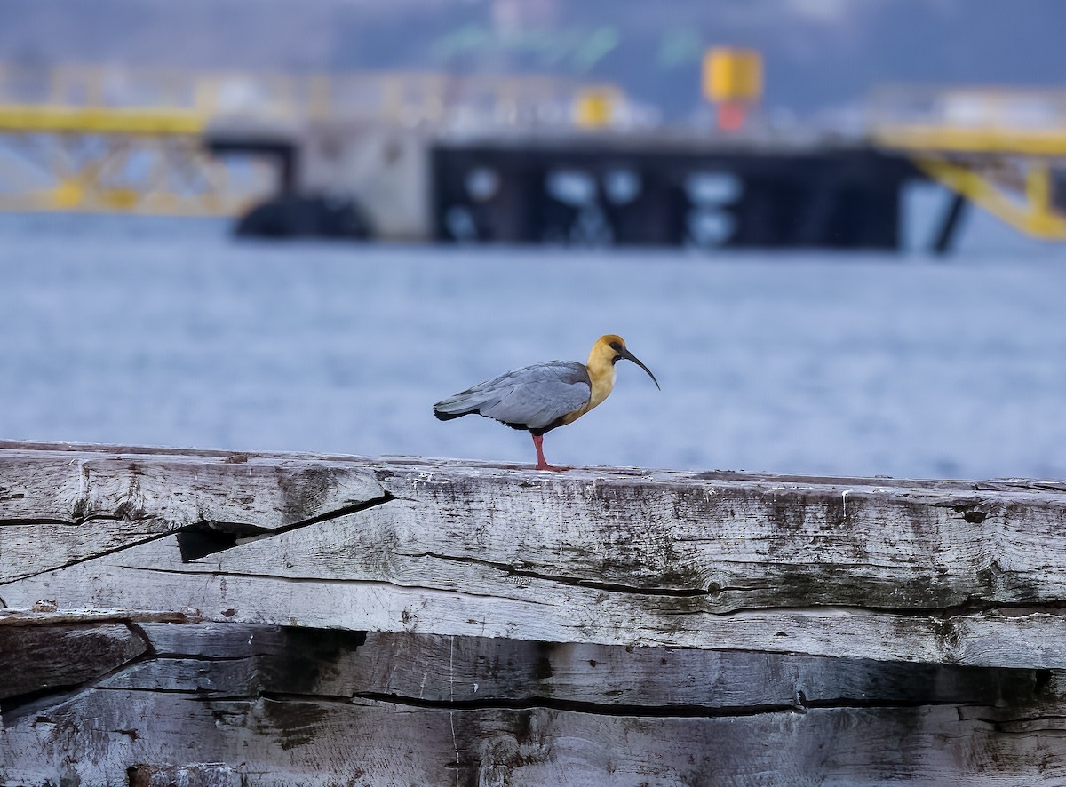 İbikli Sarıca Aynak - ML644469929
