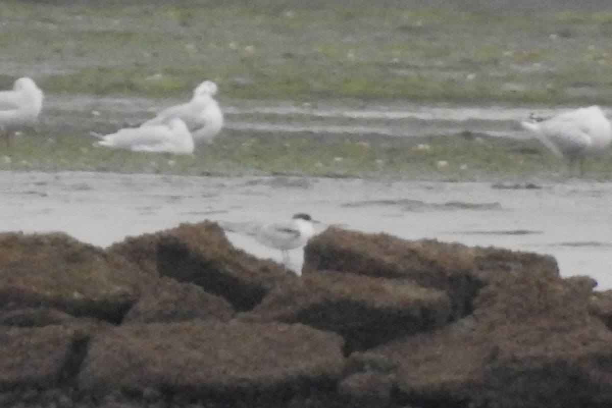 Charrán Común - ML644469931