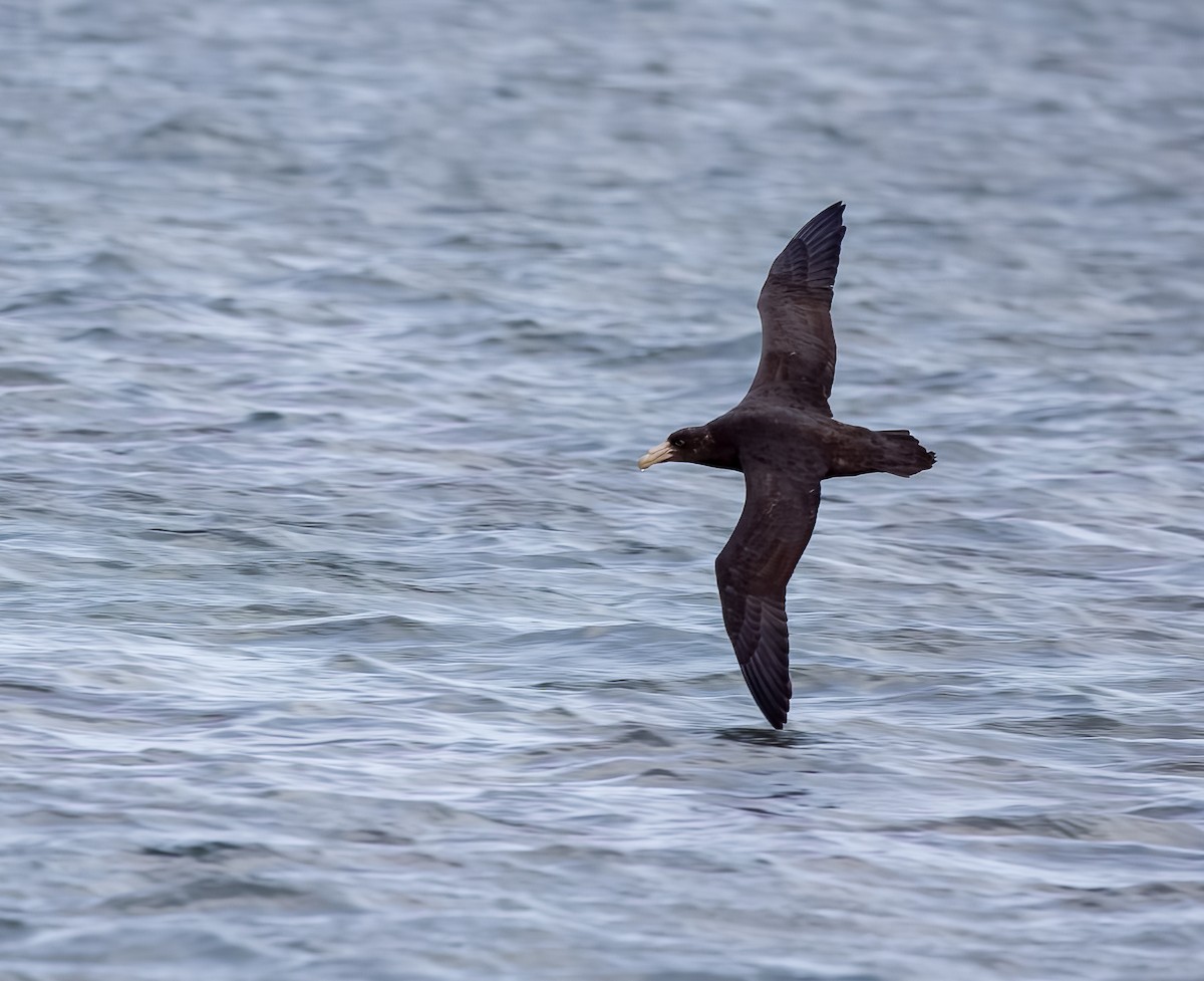 オオフルマカモメ - ML644469943