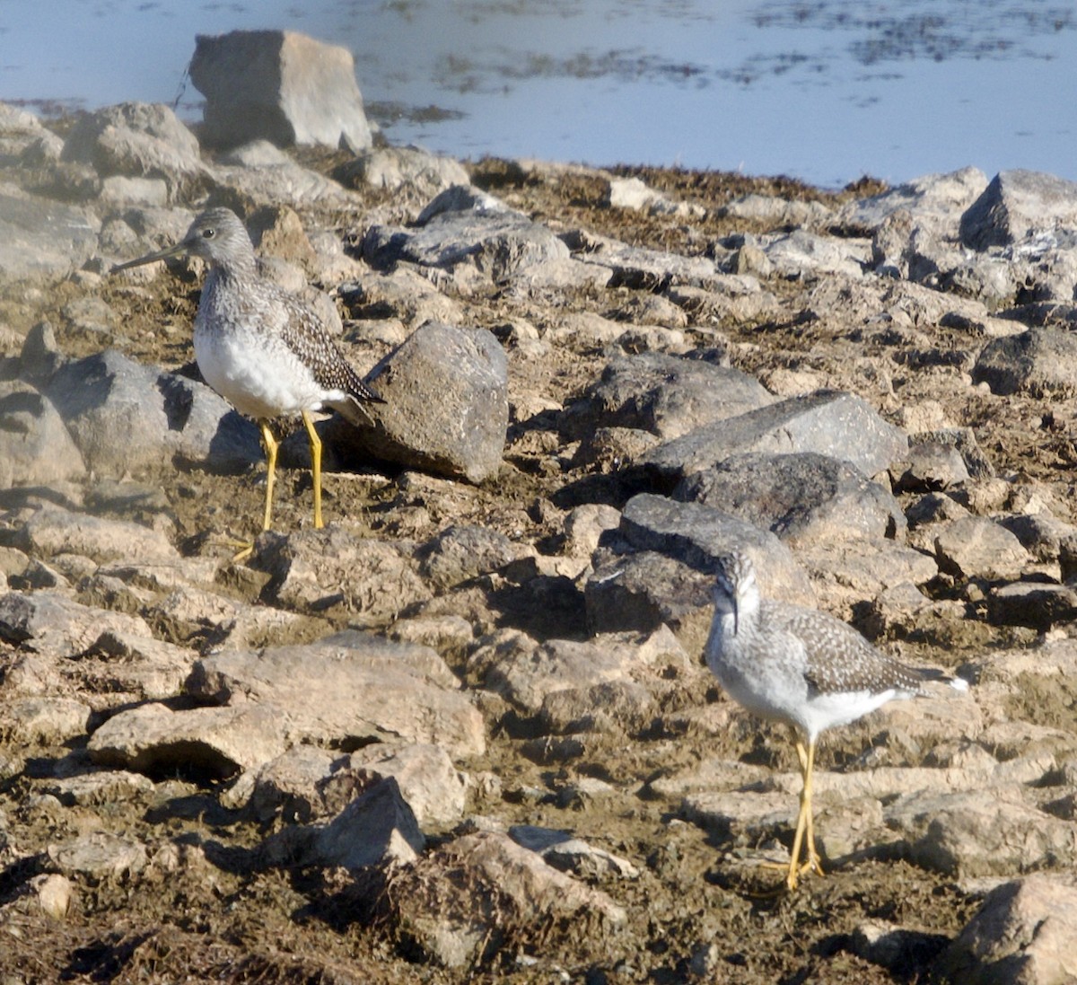 vodouš velký - ML644469945