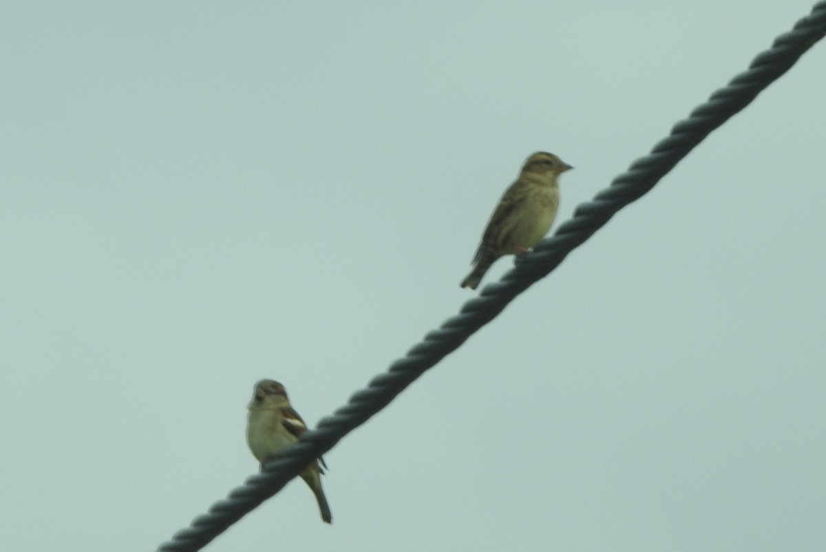 Steinsperling - ML644469952