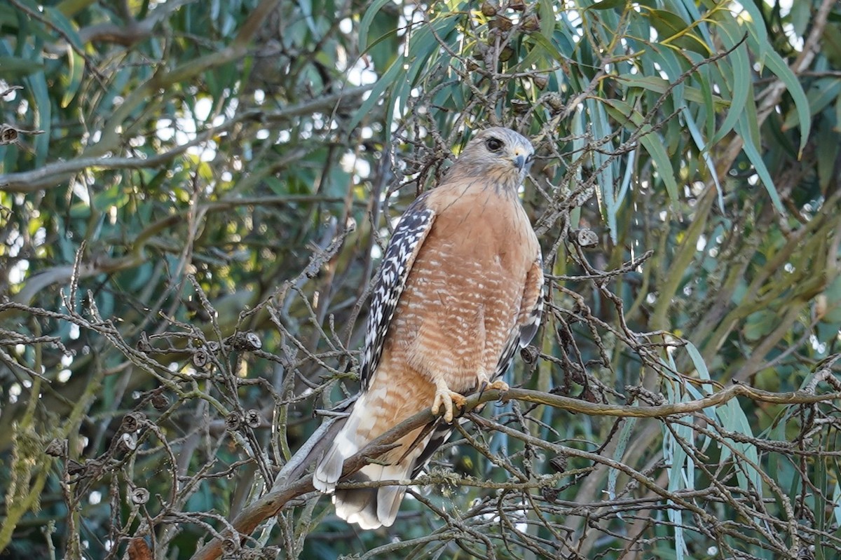 Red-shouldered Hawk - ML644469953