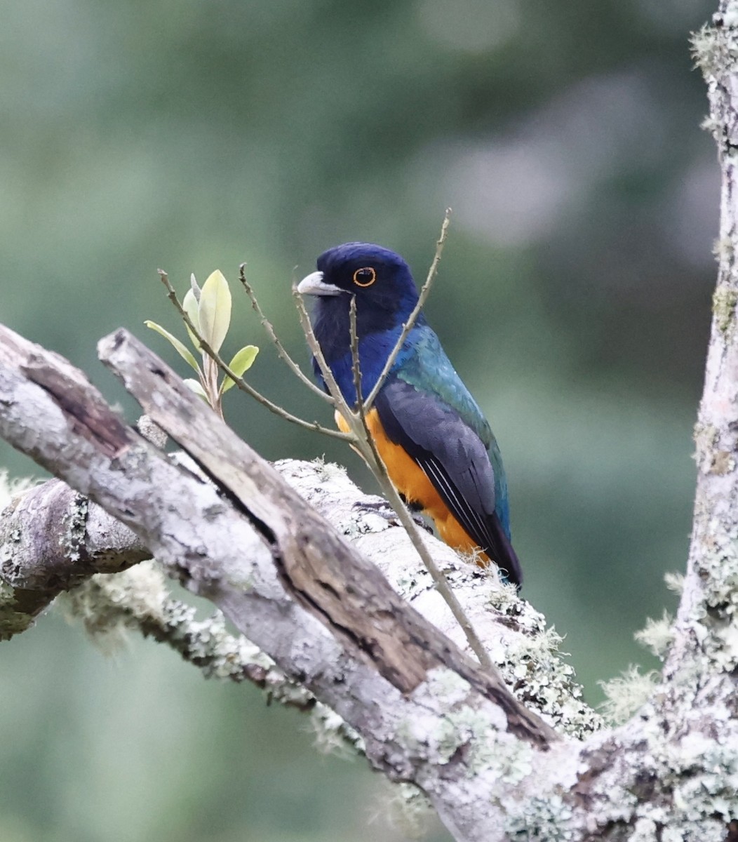 Сурукуа - ML644469957