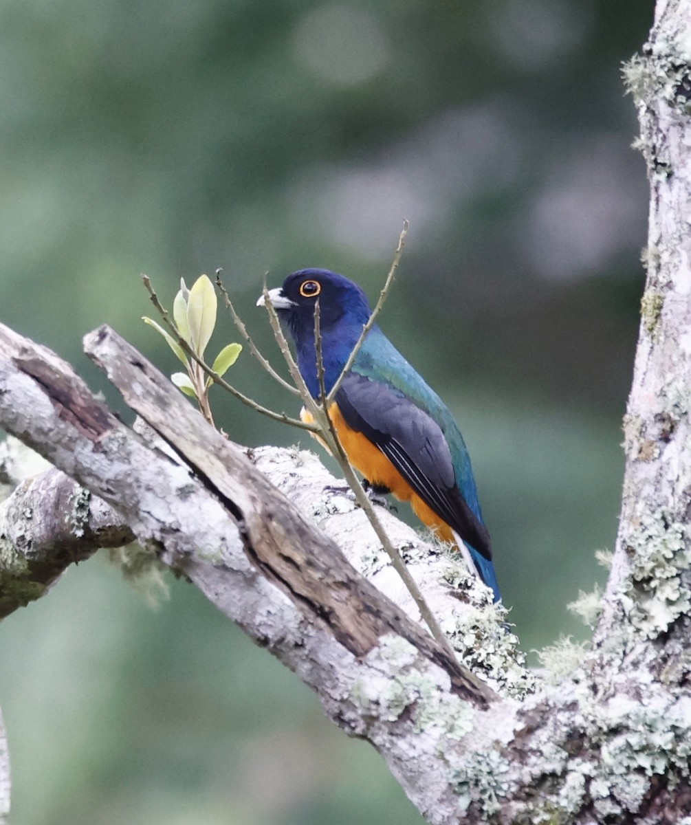 Сурукуа - ML644469958