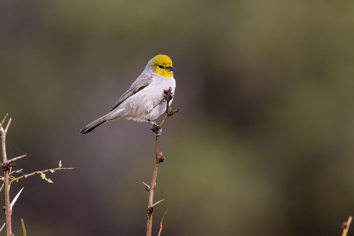 Verdin - ML644469963