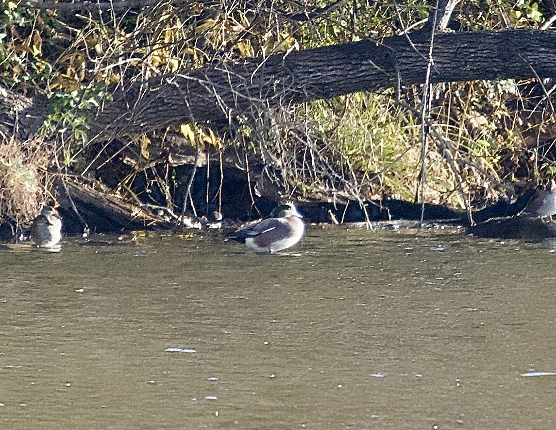 hvízdák americký - ML644469966