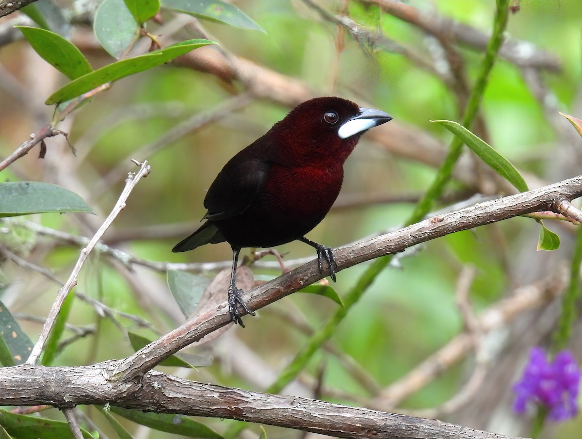 Tangara à bec d'argent - ML644469974