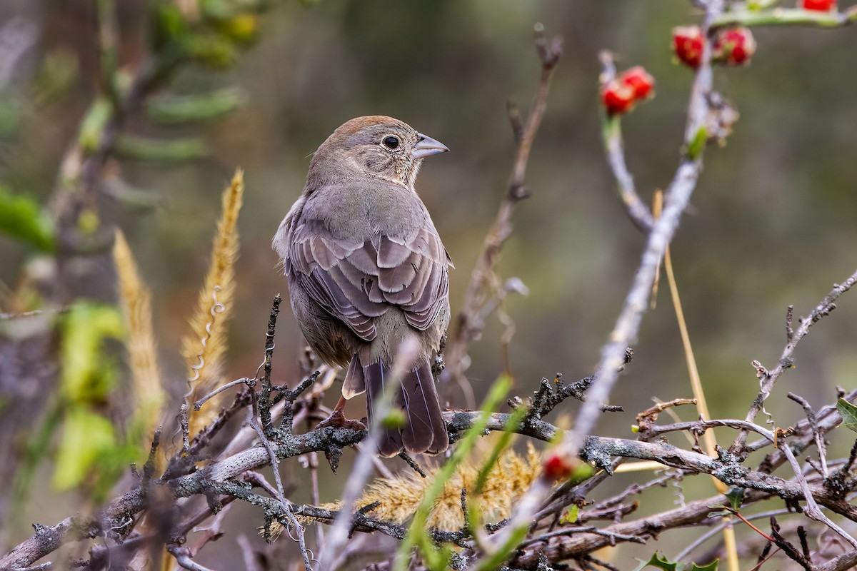 Canyon Towhee - ML644469990