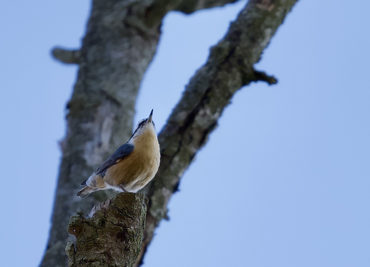 brhlík americký - ML644469991