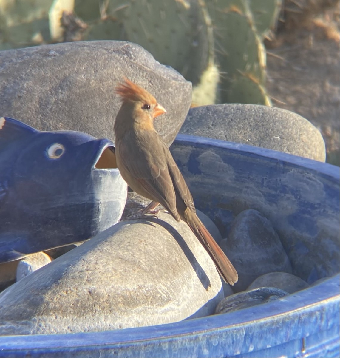 Northern Cardinal - ML644469992