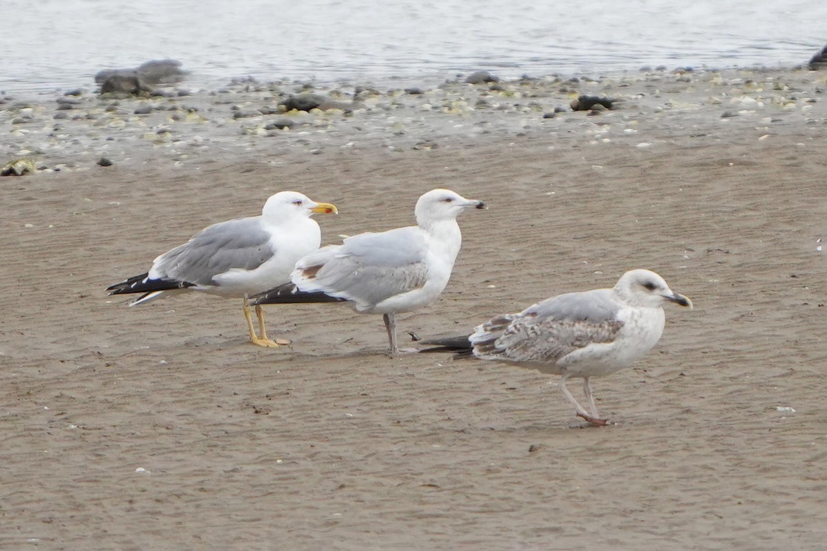 European Herring Gull - ML644469998