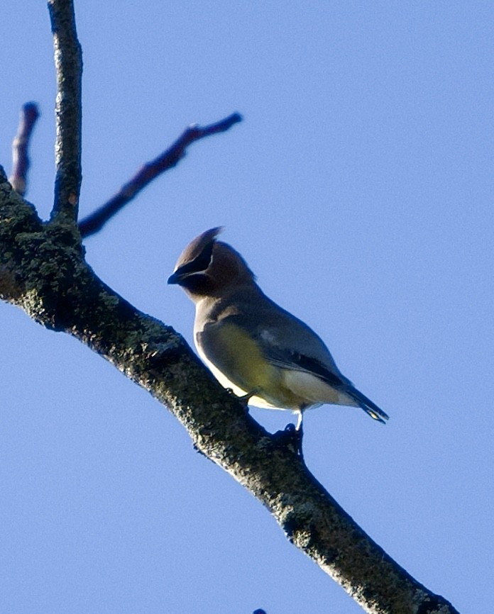 brkoslav americký - ML644470011