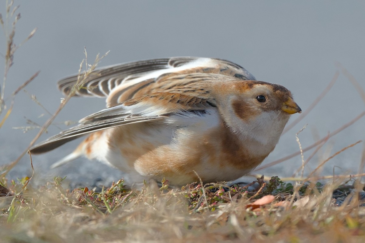 Цасч хөмрөг - ML644470013