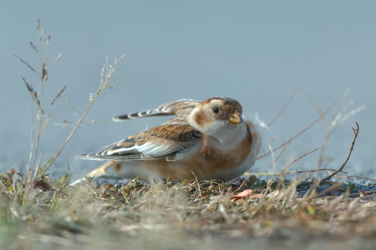 snøspurv - ML644470015