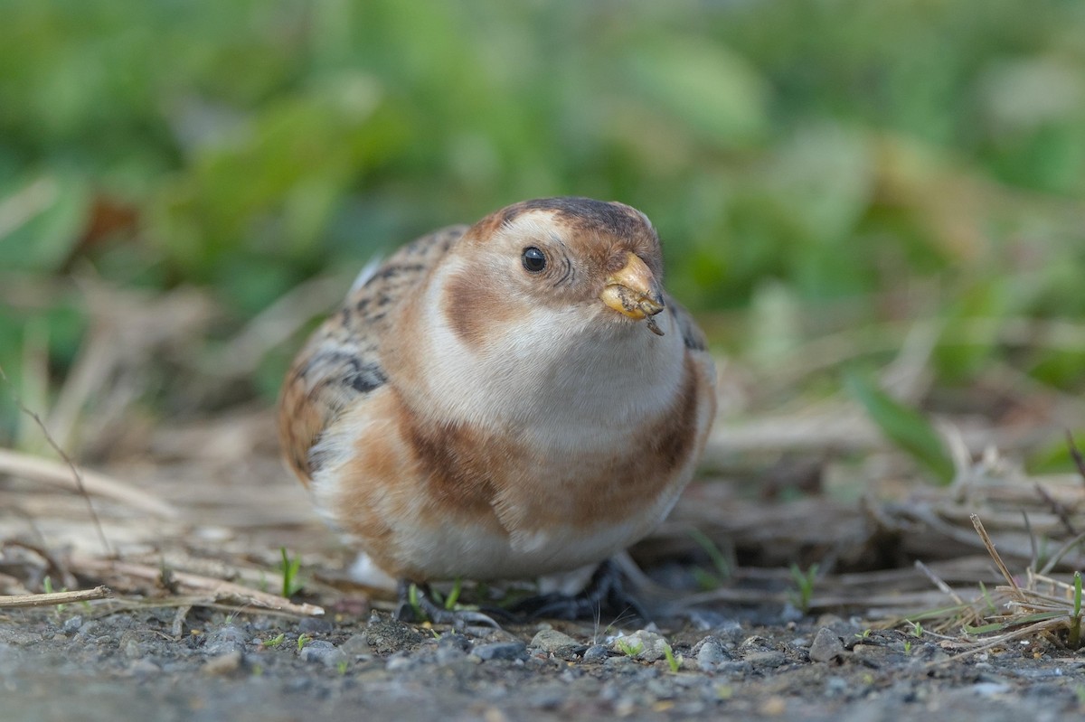 snøspurv - ML644470016