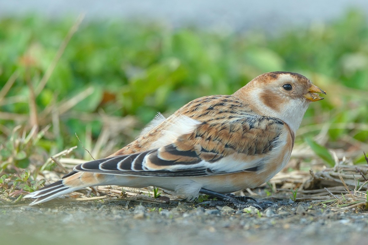 snøspurv - ML644470017