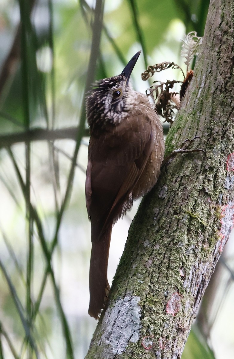 Дереволаз плоскодзьобий - ML644470018