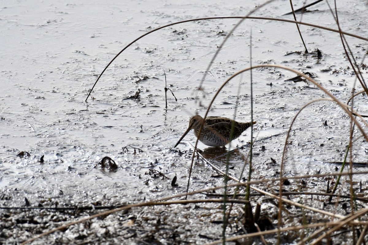 kanadabekkasin - ML644470019