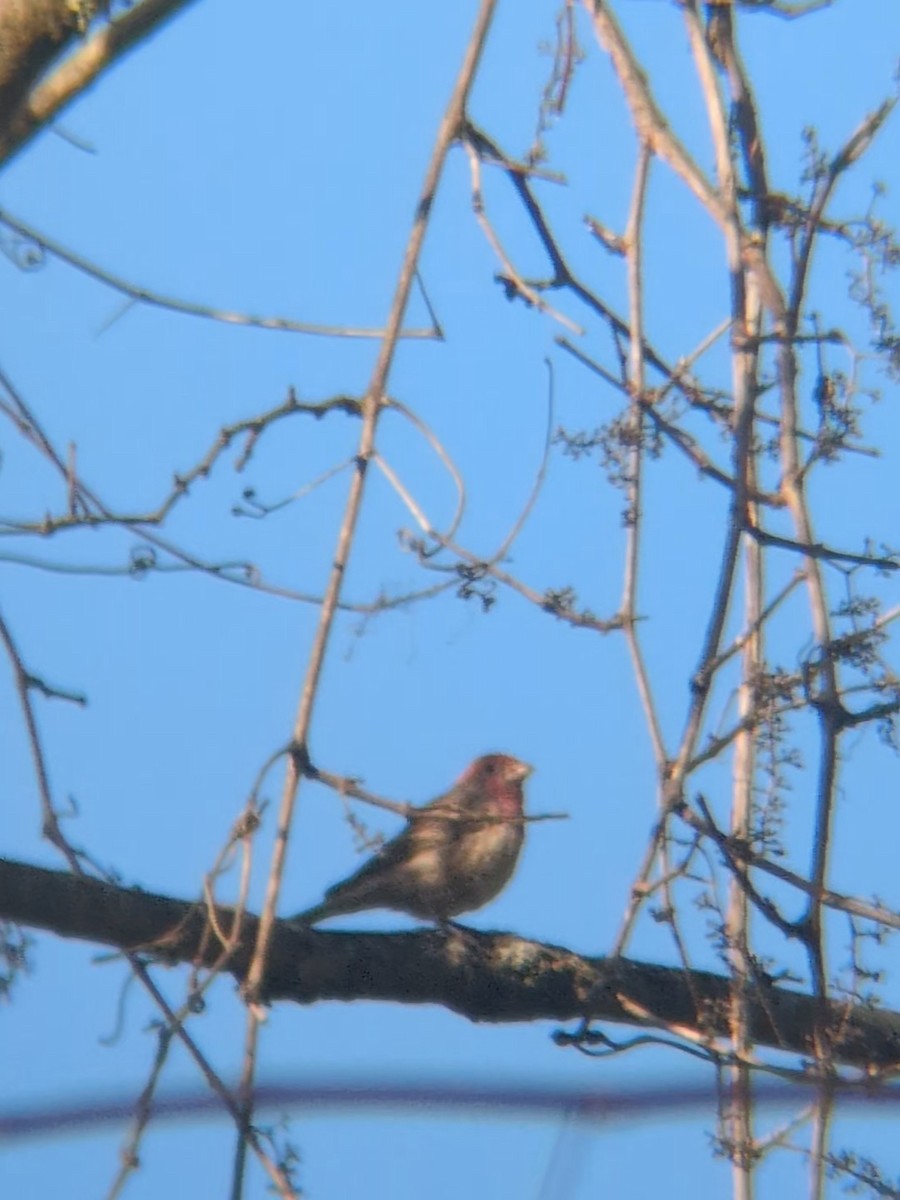 Roselin familier - ML644470029