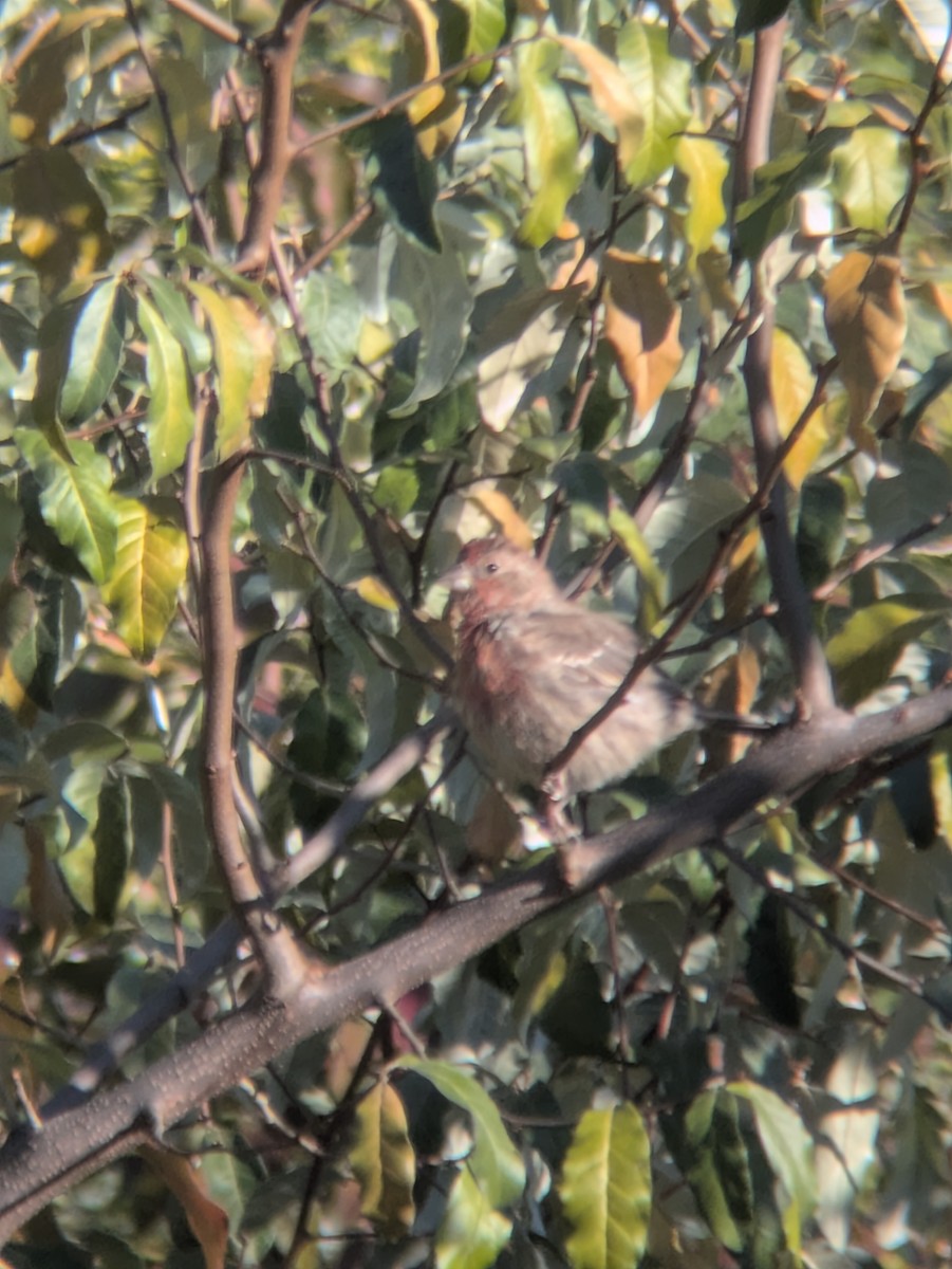 Roselin familier - ML644470030