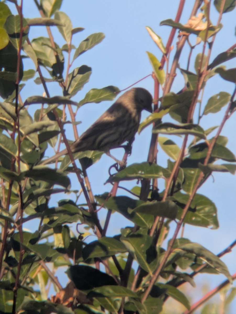 Roselin familier - ML644470040