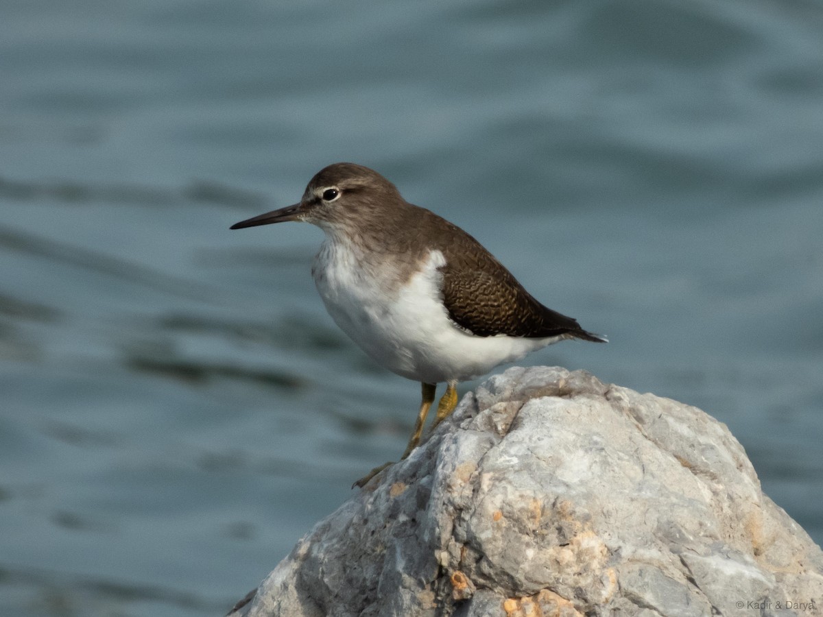 Хайргын хөгчүү - ML644470046