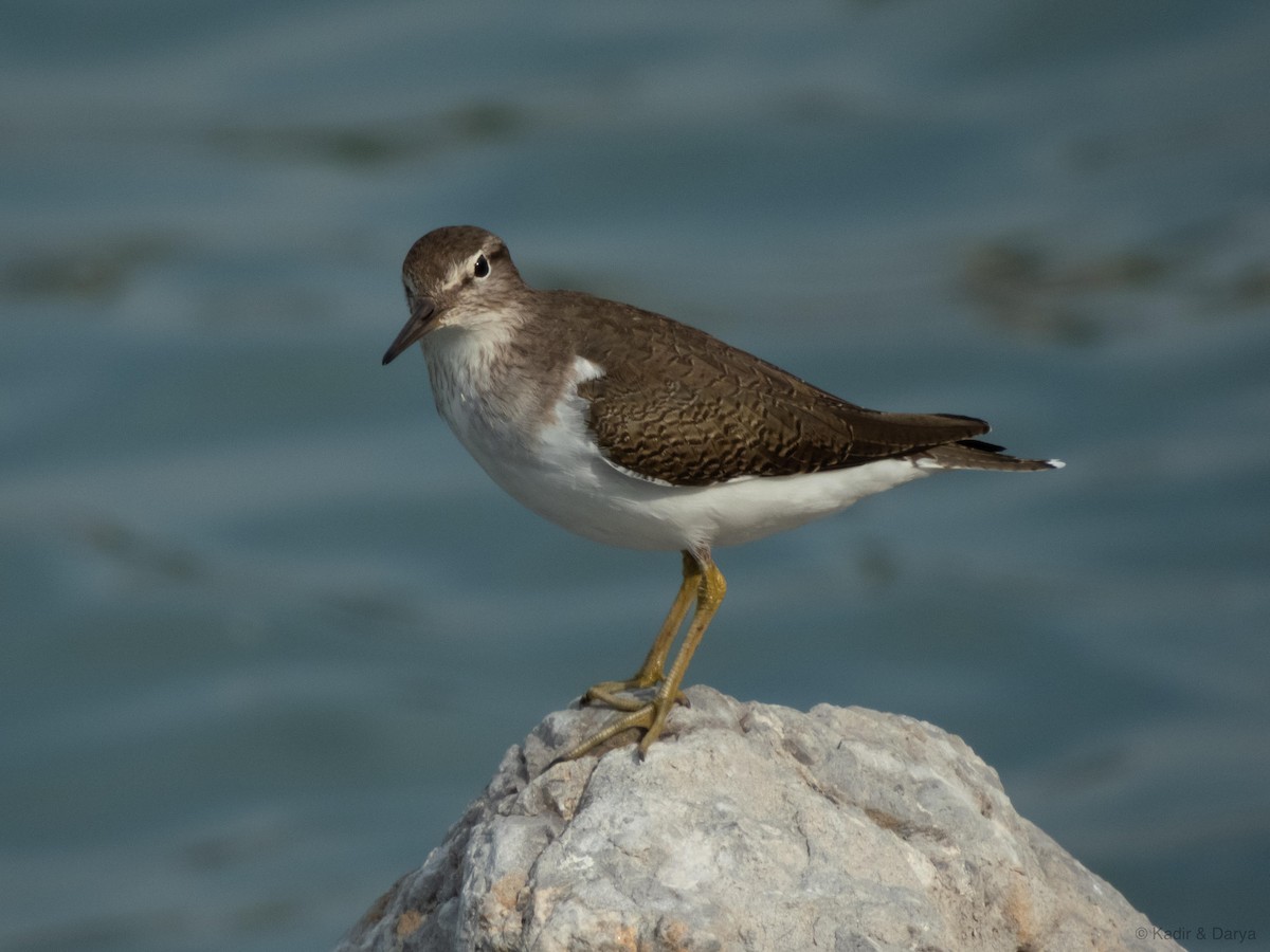 Хайргын хөгчүү - ML644470047