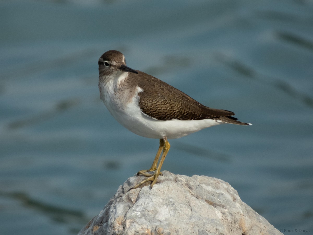 Хайргын хөгчүү - ML644470048