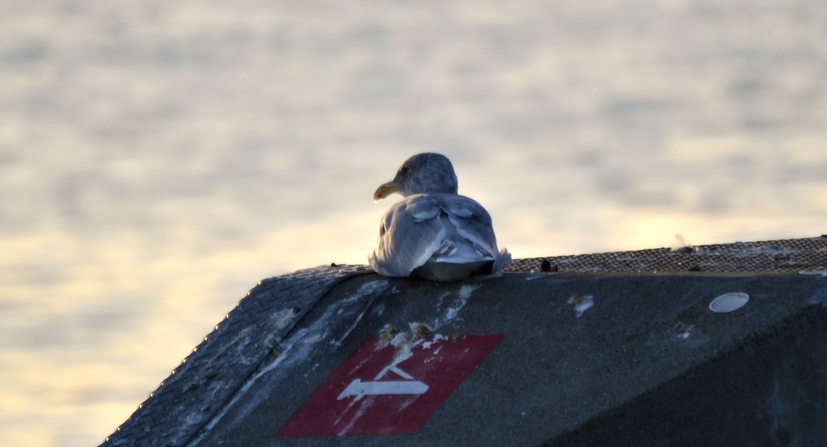 Серокрылая чайка - ML644470061