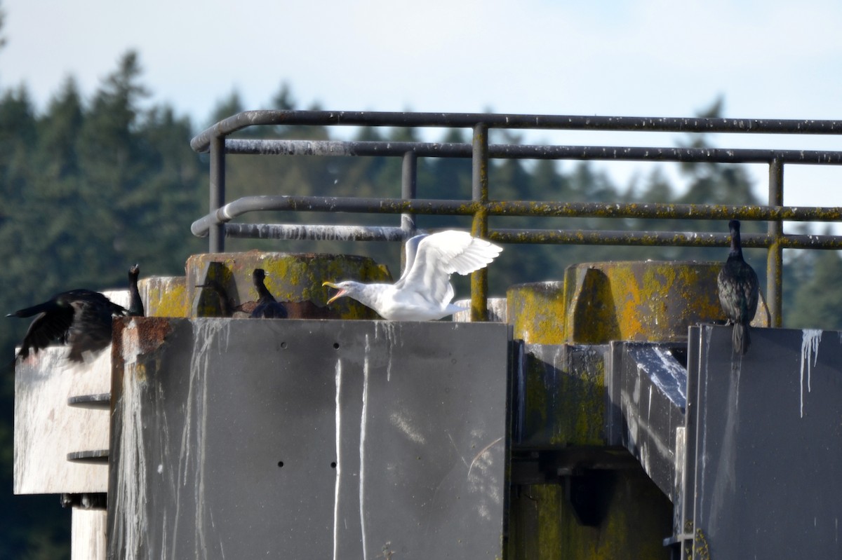 Серокрылая чайка - ML644470062